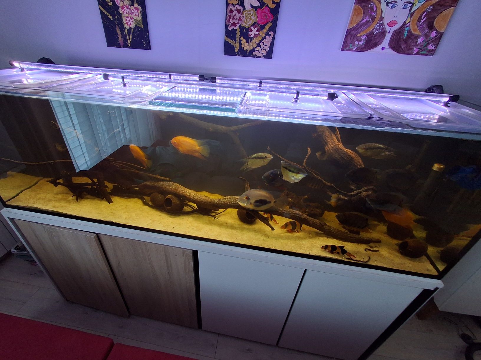 Akwarium600l,stelaż,filtry