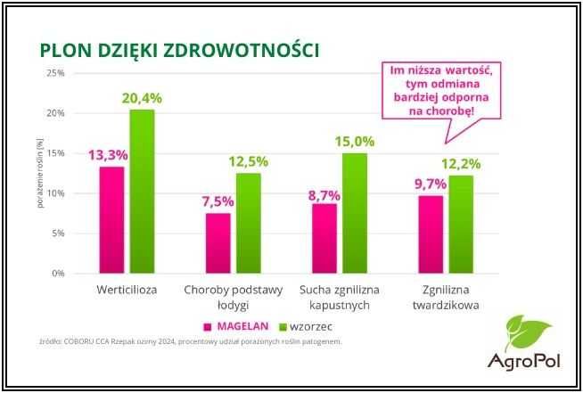 Rzepak Ozimy MAGELAN - Imponujący Plon - Nasiona Rzepaku IGP