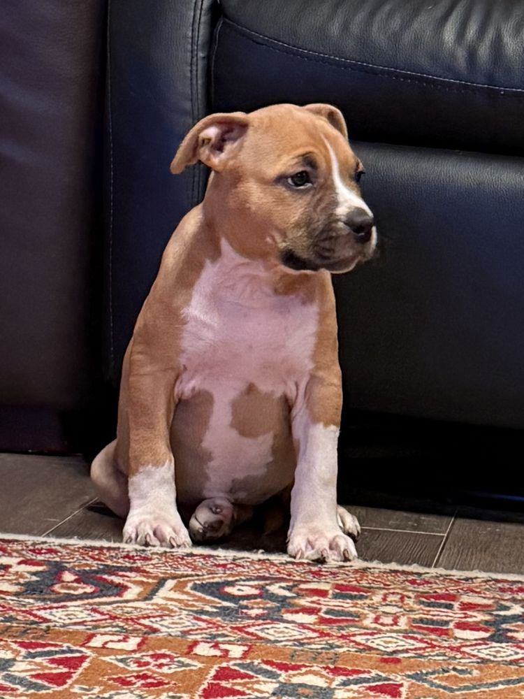 Ast.do odbioru Amstaff.American Staffordshire terrier. Suczka.
