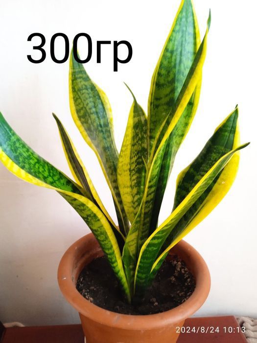 Сансевиерия, сансевьера, санса