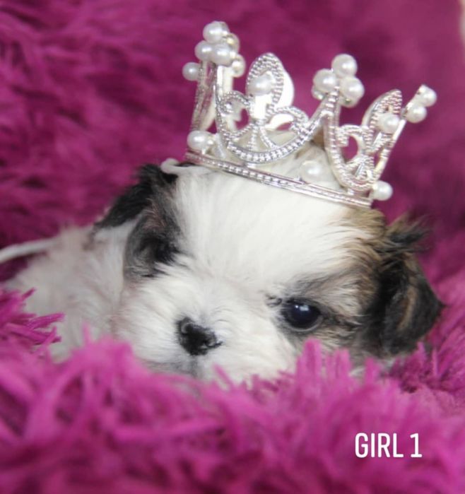 Shih - Tzu sunia Zkwp FCI