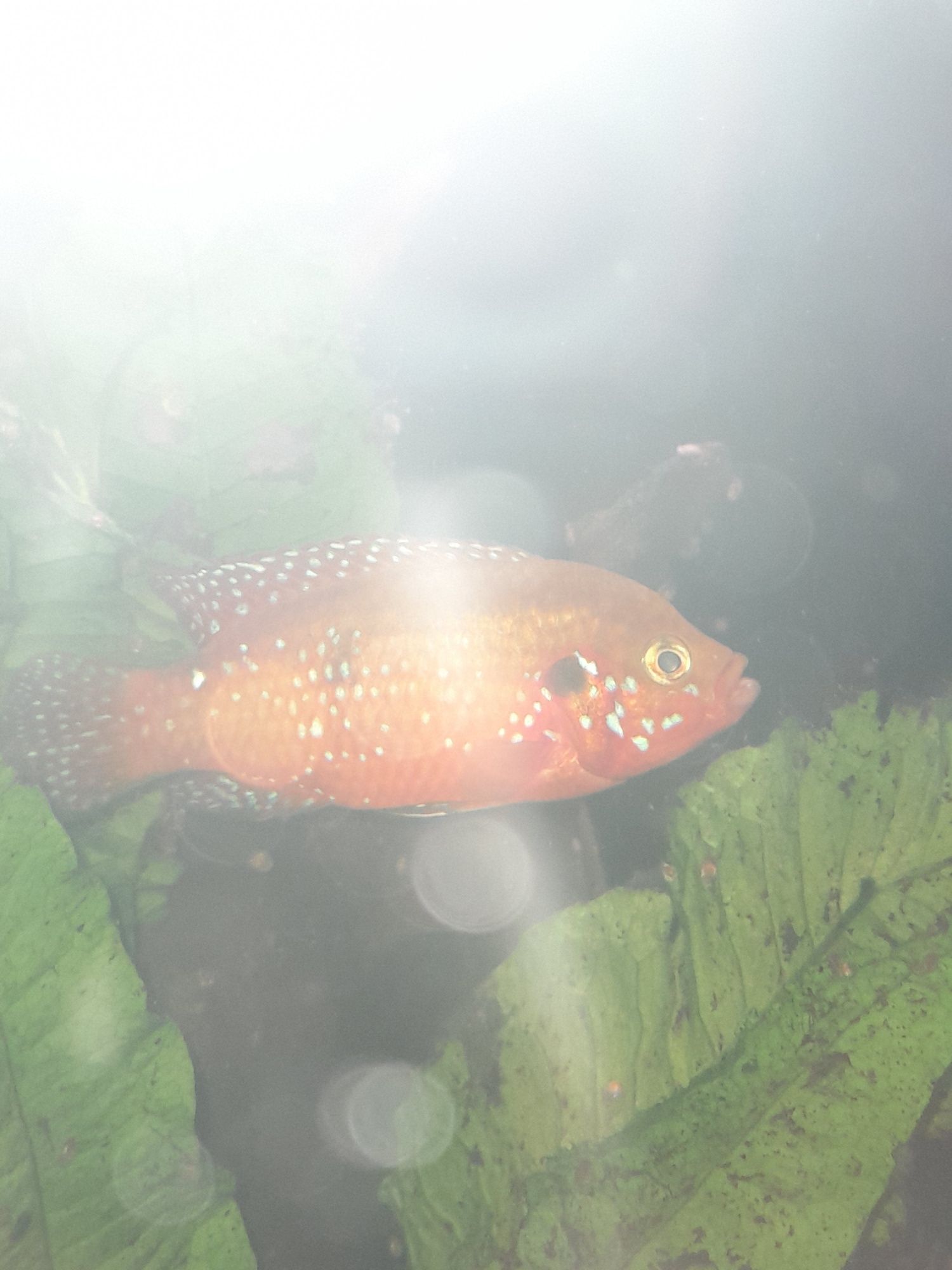 Vendo peixe jóia  macho