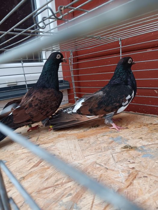 Gołębie zamojskie murzyny