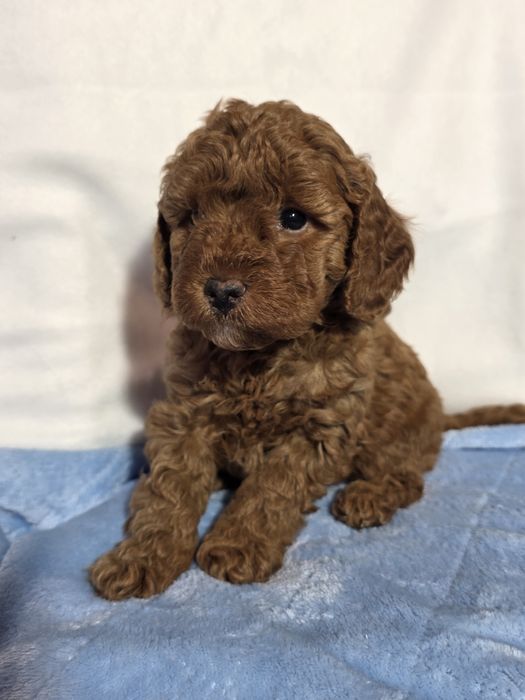 piesek pudel mini/toy