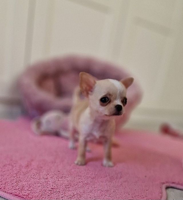 Chihuahua krótkowłosa SUCZKA FCI ZKwP