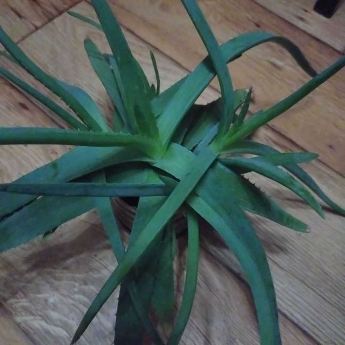 Алое вера для лечения косметологии