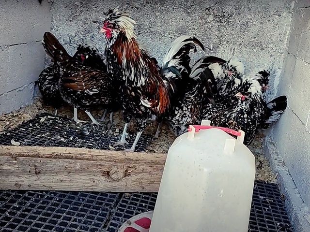 Інкубаційне яйце та курчата, Падуан фарфоровий. 90% оплод. Птиця