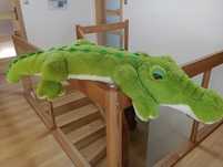 Pluszowy krokodyl 150 cm !