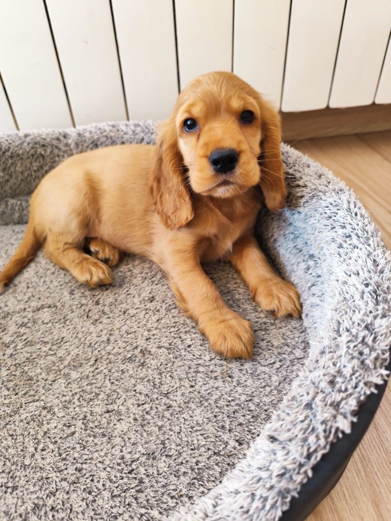 Suczka Cocker spaniel