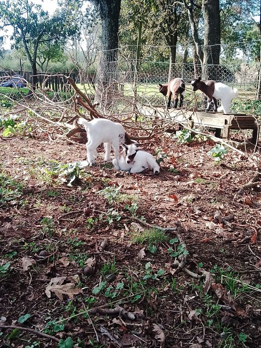 Cabras anãs disponíveis com