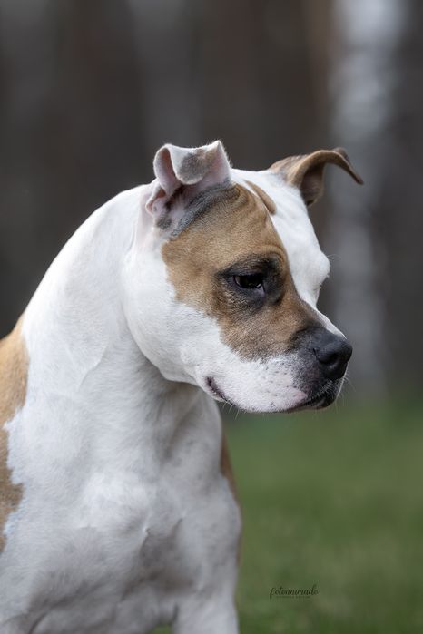 American staffordshire terrier Amstaff FCI ZKwP