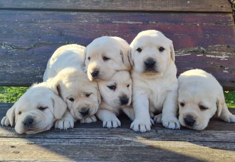Labrador retriver