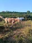 Cavalos para trocar