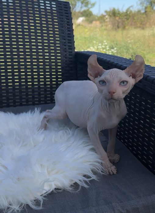 Канадський сфінкс резинка