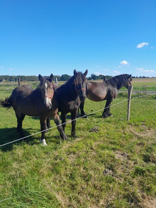 PKZ -2 Klacze Zimnokrwiste, 1.5 roku