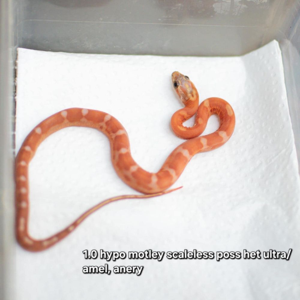 wąż zbożowy scaleless łysy
