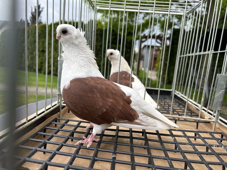 Gołębie ozdobne. Mewka polska samiczka 2023.