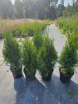 Tuja szmaragd 50 70 cm