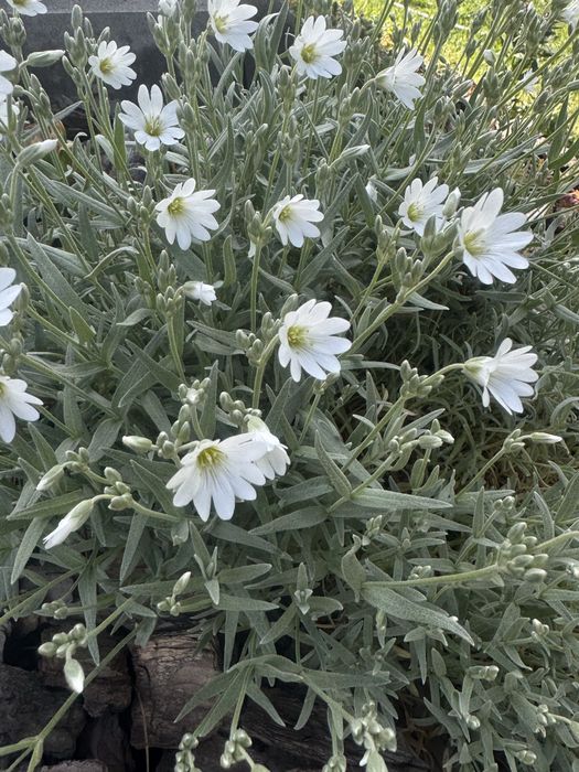 Продам надлишки квітів з власного саду. Ясколка, ломикамінь, очіток.