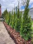 Tuja Szmaragd 130-140 DOSTAWA*SADZENIE*Thuja*Thuje*Tuje(120/130/140)