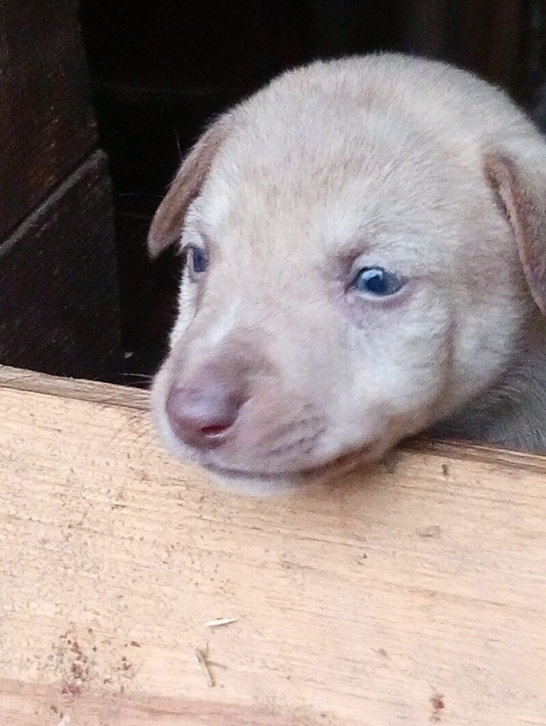 Цуценята шукають домівку