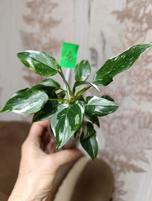 філодендрон Біла принцеса триколор