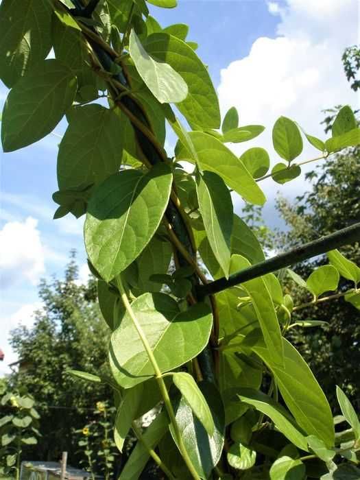 Wiciokrzew japoński zimozielony sadzonki pnącze kwiaty 80cm 2 szt!