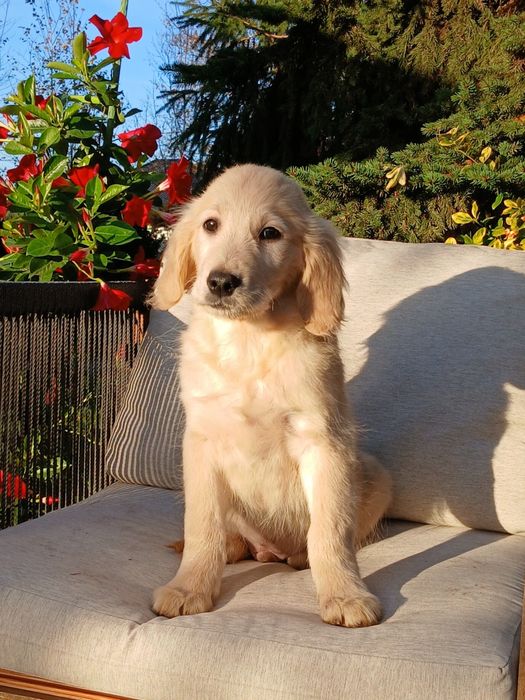Golden retriever, piesek Ur.23.07,rodowód 4 pokoleniowy,rodziceFCI,