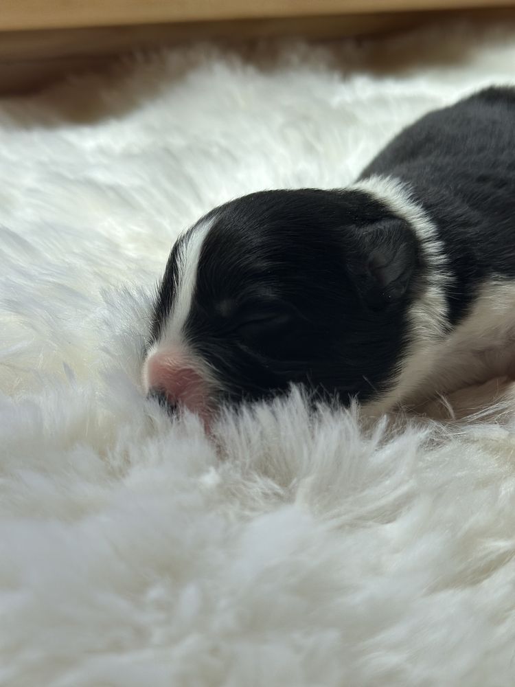 Cudowna suczka border collie ZKwP FCI po MŁ.CHPL