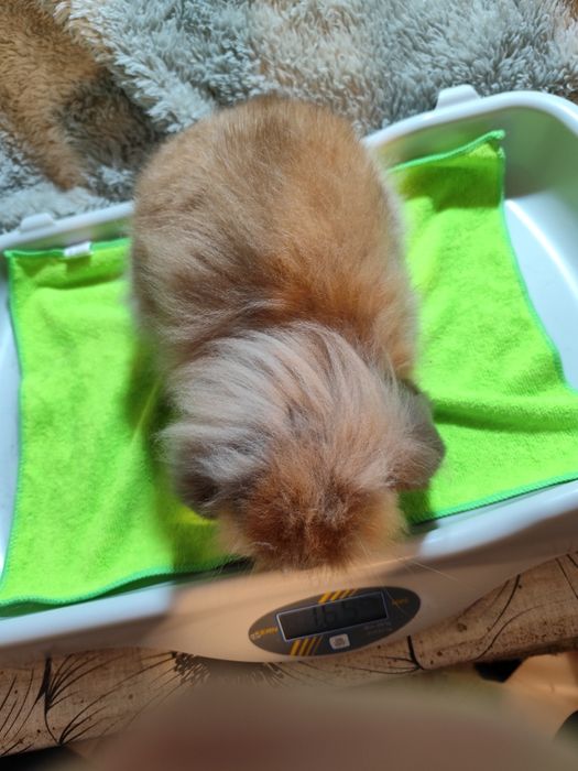 Coelho anão que parece um peluche!