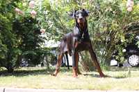 Doberman pies szuka domu dorosły