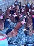 Kury NIOSKI z wolnego wybiegu ! Rosa Messa Tetra ISA Leghorn ! Dowóz !