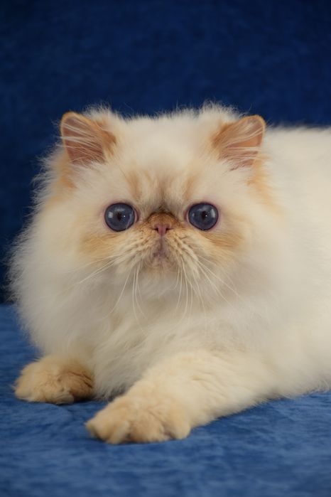 Гімалайський персидський котик 6 місяців