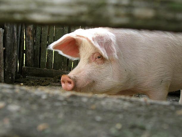 Продам свиню крмлену тільки на натуральних продуктах