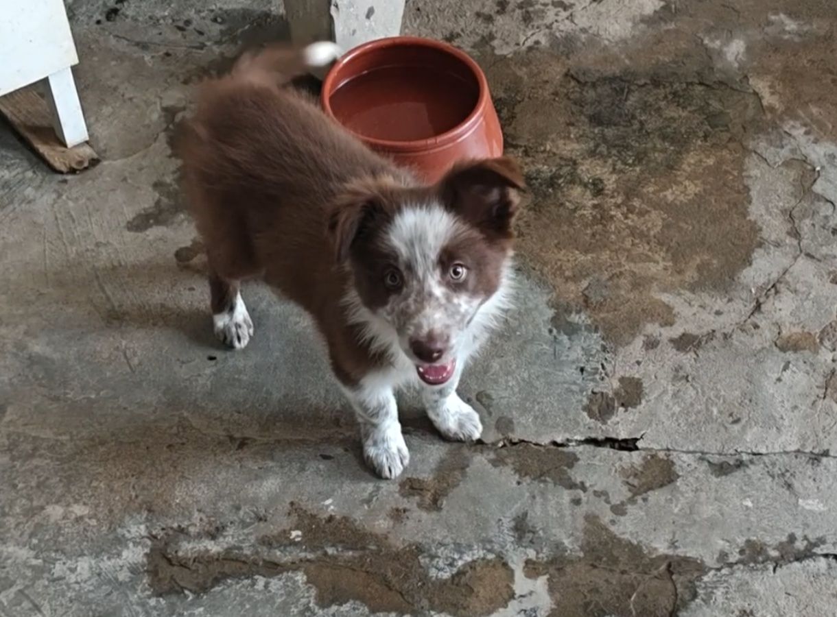 Border collie macho puro olhos verdes