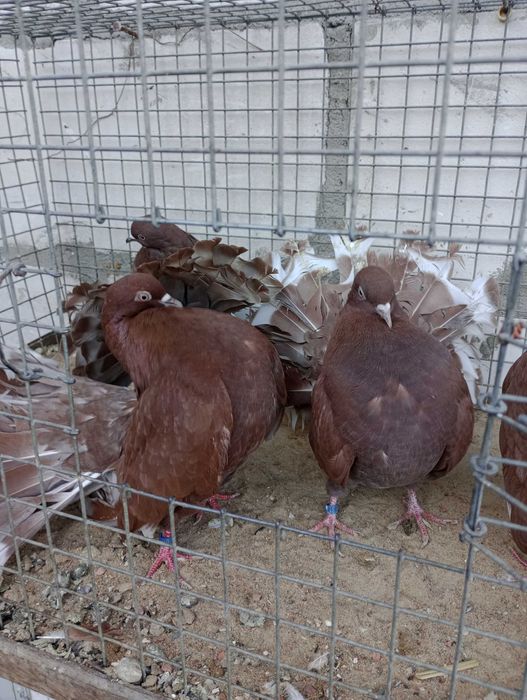 Gołębie ozdobne pawie