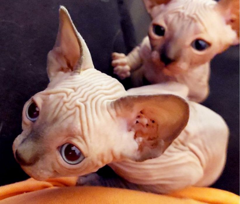 Котики з блакитними очима