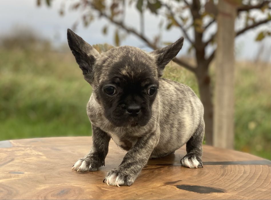 Французькі дівчатка