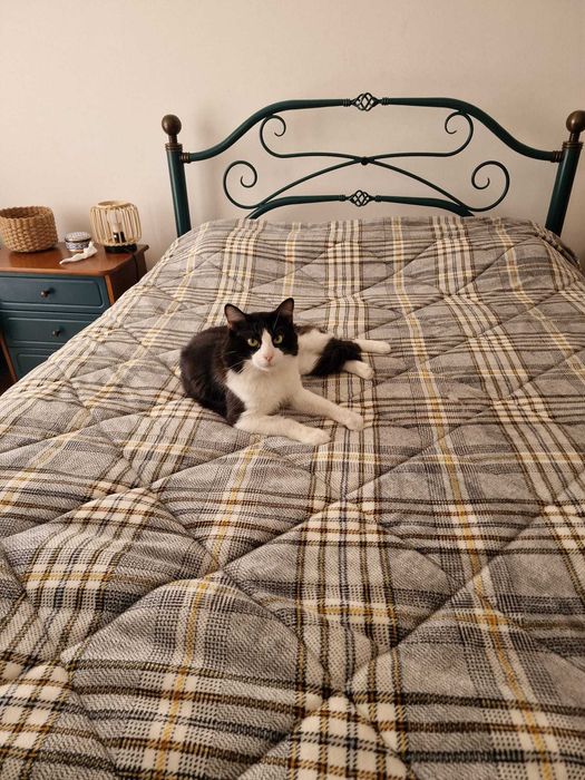 Dá-se gato: Tobias