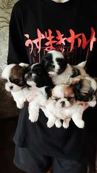 Продам щенков пекинеса