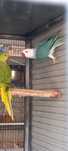Ring necks ccs 2023/2024