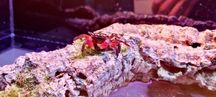Krab mangrowy (Sesarma mederi)