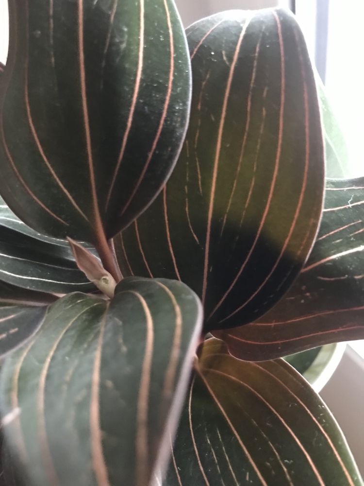 Орхідея Лудізія discolor var. nigrescens живці, та смугаста дісколор