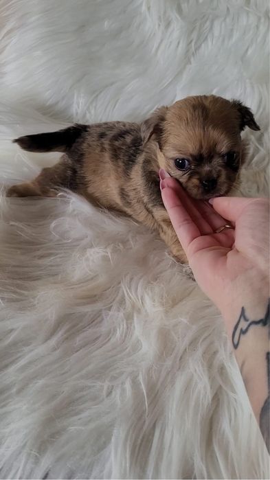 Chihuahua sunia merle długowłosa