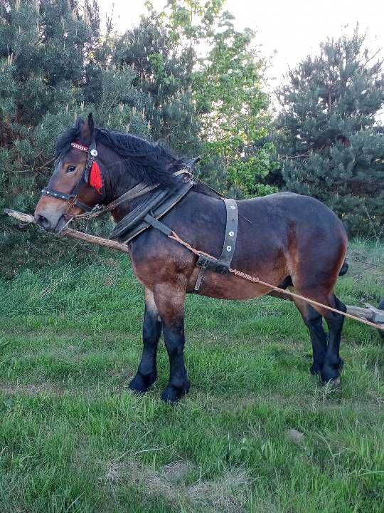 Sprzedam ogierka z pochodzeniem