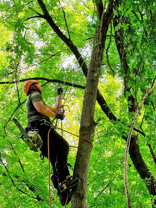 Wycinka drzew, przycinanie drzew, alpinistycznie / z podnośnika