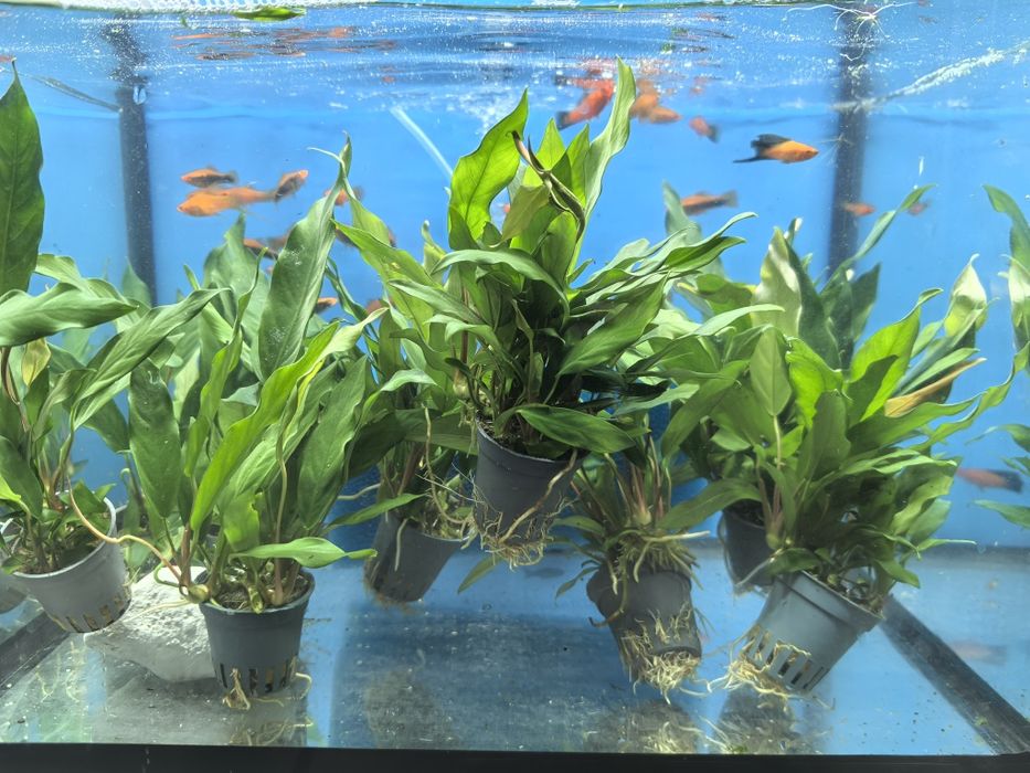 Roślina akwariowa
