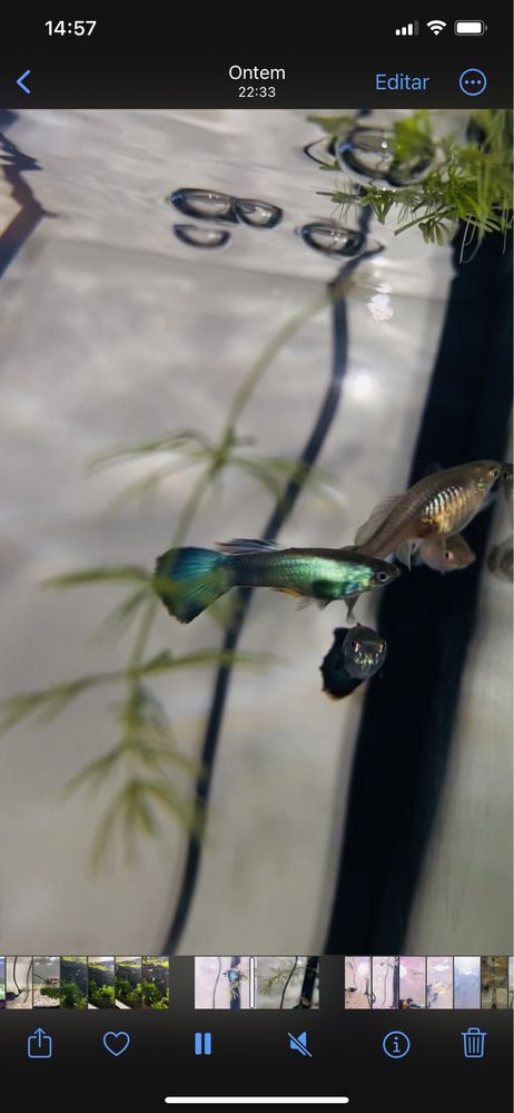 Guppys e camaroes neocaridina