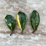 Zamiokulkas Variegata