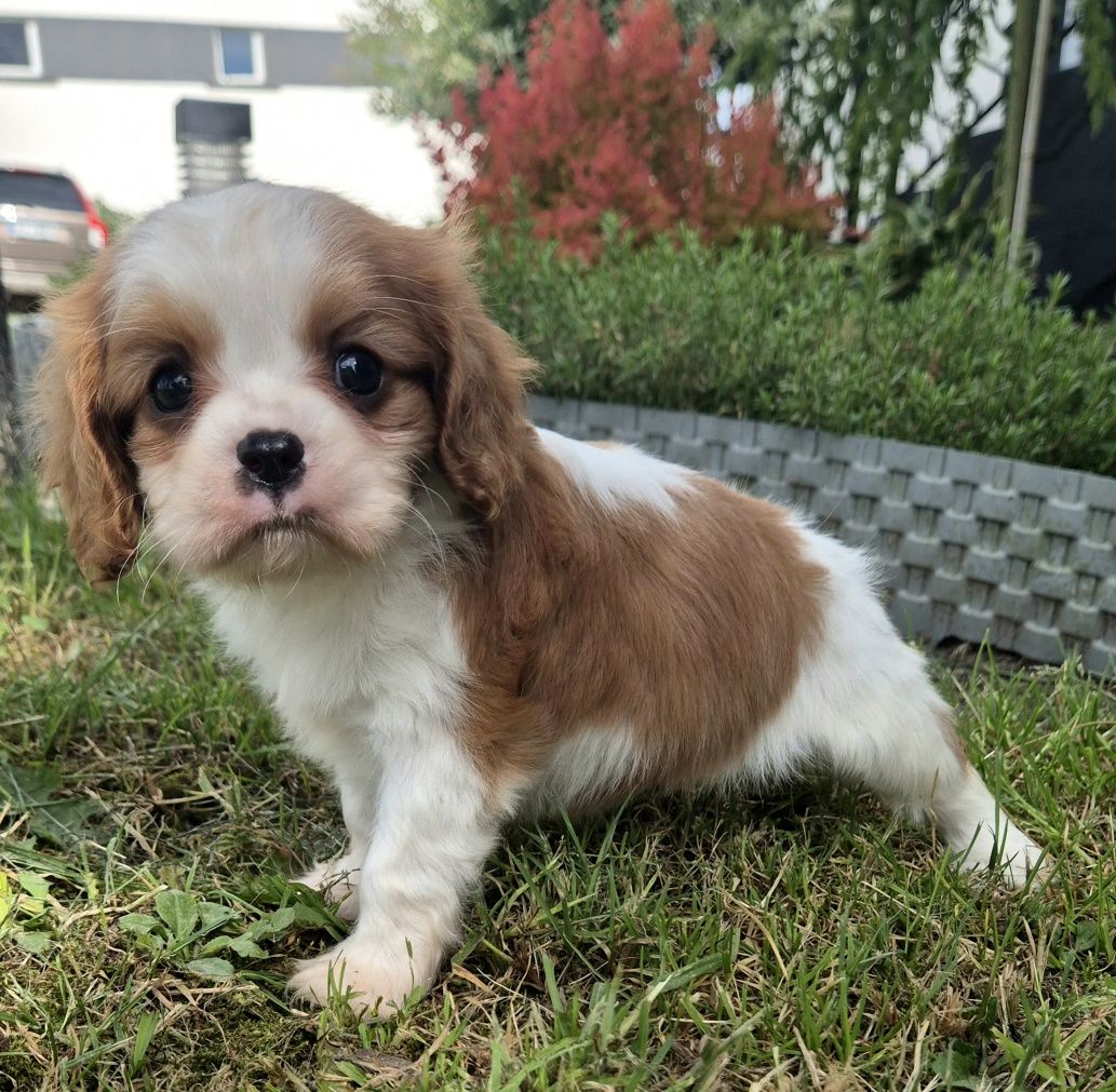 Cavalier king charles spaniel Samczyk